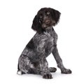 German wirehaired pointer on white background Royalty Free Stock Photo