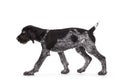 German wirehaired pointer on white background Royalty Free Stock Photo