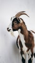 Young brown and white goat with curved horns poses elegantly on white backdrop.