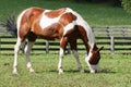 Young brown white horse grazing in a meadow Royalty Free Stock Photo