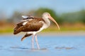 Young brown White Ibis, Eudocimus albus, white bird with red bill in the water. Ibis feeding food in the lake, Florida, USA. Beaut Royalty Free Stock Photo