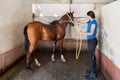Young brunette washing horse in box Royalty Free Stock Photo