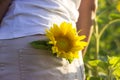 Young brunette woman in a white t-shirt and beige shorts stands in a field with sunflowers, a tiny yellow sunflower flower in a Royalty Free Stock Photo