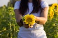 Young brunette woman in a white T-shirt holds in his hands a sunflower flower, a girl in a field at sunset. Beautiful background Royalty Free Stock Photo