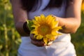 Young brunette woman in a white T-shirt holds in his hands a sunflower flower, a girl in a field at sunset. Beautiful background Royalty Free Stock Photo