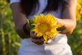 Young brunette woman in a white T-shirt holds in his hands a sunflower flower, a girl in a field at sunset. Beautiful background Royalty Free Stock Photo