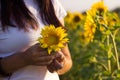 Young brunette woman in a white t-shirt holds in his palms a sunflower flower, a girl in a field at sunset. Beautiful background Royalty Free Stock Photo