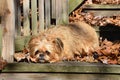 Brussels Griffon laying on a wooden step.