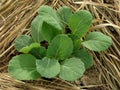 Young Brussels sprouts seedlings