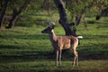 Young Buck Royalty Free Stock Photo