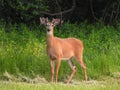 Whitetail Deer with Velvet antlers