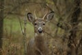 Young Buck Royalty Free Stock Photo