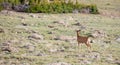 A Young Buck Deer with New Antlers in an Alpine Meadow on a Summer Day at Rocky Mountain National Park  in Colorado Royalty Free Stock Photo