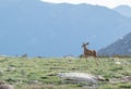 A Young Buck Deer with New Antlers Running in an Alpine Meadow on a Summer Day at Rocky Mountain National Park  in Colorado Royalty Free Stock Photo