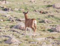 A Young Buck Deer with New Antlers Running in an Alpine Meadow on a Summer Day at Rocky Mountain National Park  in Colorado Royalty Free Stock Photo