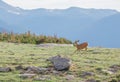 A Young Buck Deer with New Antlers Running in an Alpine Meadow on a Summer Day at Rocky Mountain National Park  in Colorado Royalty Free Stock Photo