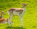 Young Buck Deer Royalty Free Stock Photo