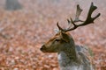 Young buck deer stag Royalty Free Stock Photo