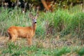 Young buck deer in the wild Royalty Free Stock Photo