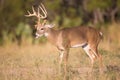 Young buck with drop tine Royalty Free Stock Photo