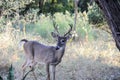 Young buck in a forest clearing looking for female deer to mate with, his antler molting as the strips of velvet tear away. Royalty Free Stock Photo