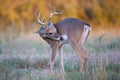 Young buck grooming self Royalty Free Stock Photo