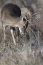 Young Buck Learning to mark territory