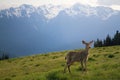 Young Buck and Mt. Olympus Peaks