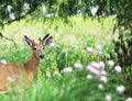 Young Buck Mule Deer Framed by Foliage. Royalty Free Stock Photo