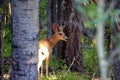 Young buck mule deer standing in forest with antlers in full summer velvet Royalty Free Stock Photo