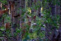 Young buck mule deer standing in forest with antlers in full summer velvet Royalty Free Stock Photo
