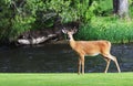 Young Buck Mule Deer Standing near River Royalty Free Stock Photo