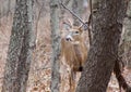 Young Buck Peering Through Brush