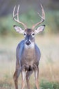 Young buck portrait