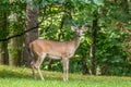 Young buck posing in the forest Royalty Free Stock Photo