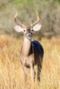 Young buck during rut Royalty Free Stock Photo