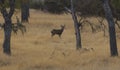 Far shot of a Deer Buck in a field in Wallowa county Oregon