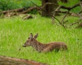 White tailed deer resting in a field