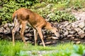 Young Buck Whitetail Deer