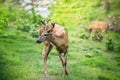 Young Buck Whitetail Deer Royalty Free Stock Photo