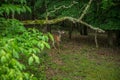 A young buck whitetail deer Royalty Free Stock Photo