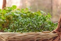 Young buckwheat and fenugreek sprouts in a knitted basket on the windowsill. Homegrown microgreen shoots