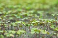 Young buckwheat grows on the farm. Natural agriculture