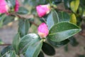 young bud of Camellia rose in winter on branch Royalty Free Stock Photo