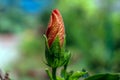 Young bud or embryonic shoot red bud flower flower in the garden