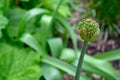 Close up of a fresh flower bud