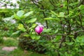 Young bud magnolia flower on branch Rustica rubra, X soulangeana, liliiflora. Concept of spring season. Blossoming of the Royalty Free Stock Photo