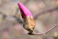 Young bud of pink magnolia. Fomin Botanical Garden in Kiyv. Kiev, Ukraine, Europe.