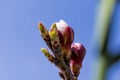 Spring buds leaves bloom against a blue sky.