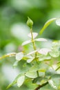 Young bud of a rose. Royalty Free Stock Photo